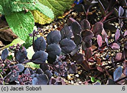Sedum hort. Bertram Anderson