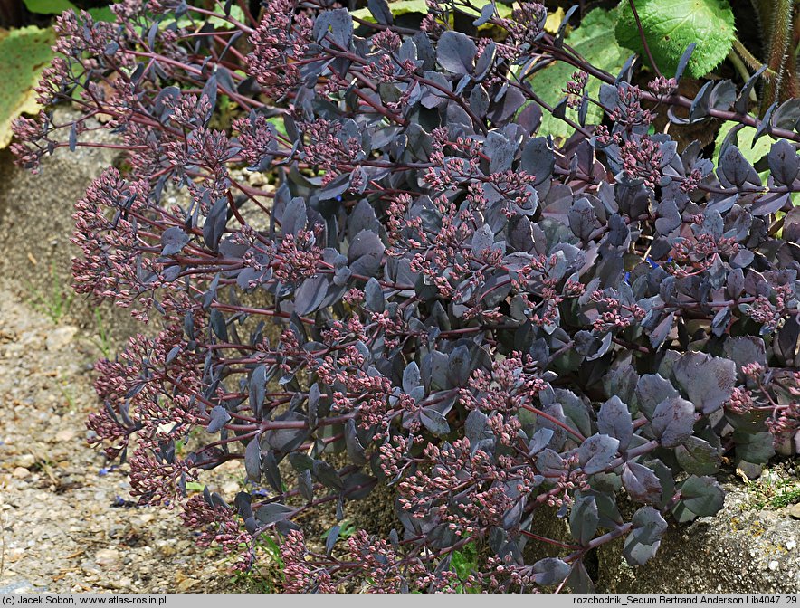 Sedum hort. Bertram Anderson