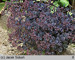 Sedum Bertram Anderson