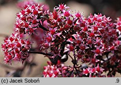 Sedum hort. Purple Emperor