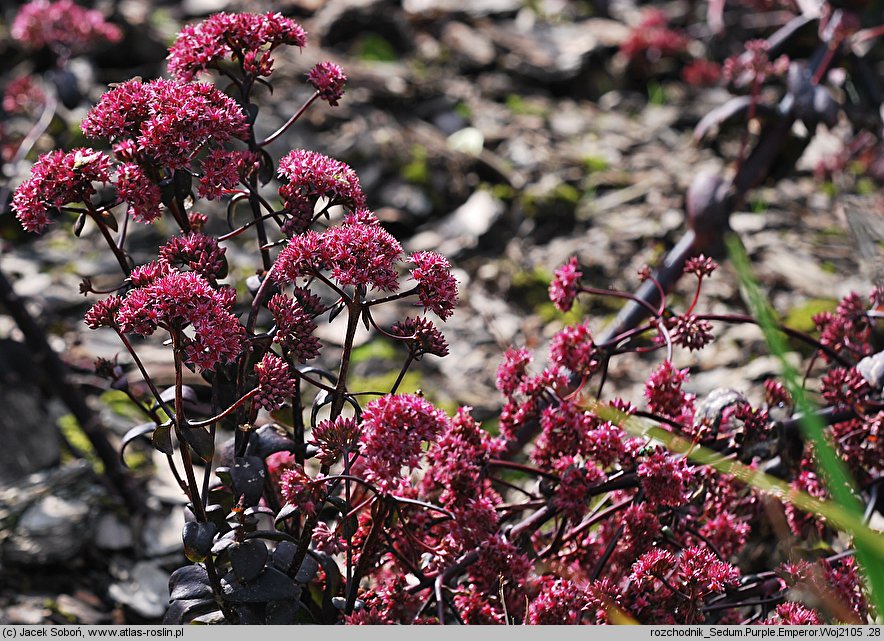 Sedum hort. Purple Emperor
