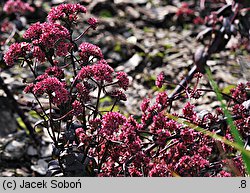 Sedum Purple Emperor