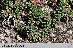 Sedum laconicum (rozchodnik lakonjski)