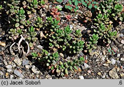 Sedum laconicum (rozchodnik lakonjski)