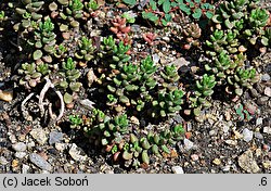 Sedum laconicum (rozchodnik lakonjski)