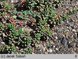 Sedum laconicum (rozchodnik lakonjski)