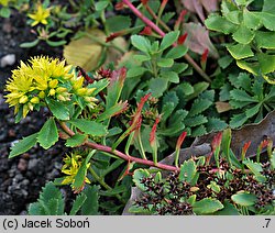 Phedimus sichotensis