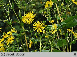 Silphium perfoliatum (różnik przerosłolistny)