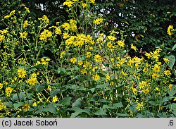 Silphium perfoliatum (różnik przerosłolistny)