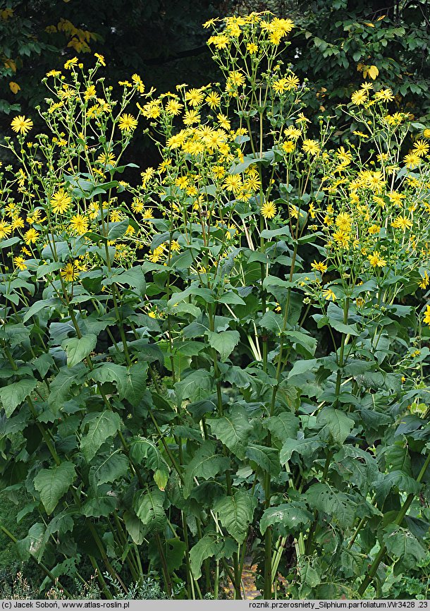 Silphium perfoliatum (różnik przerosłolistny)