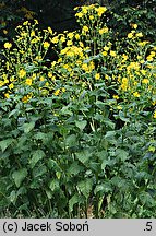 Silphium perfoliatum (różnik przerosłolistny)