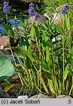 Pontederia cordata (rozpław sercowaty)