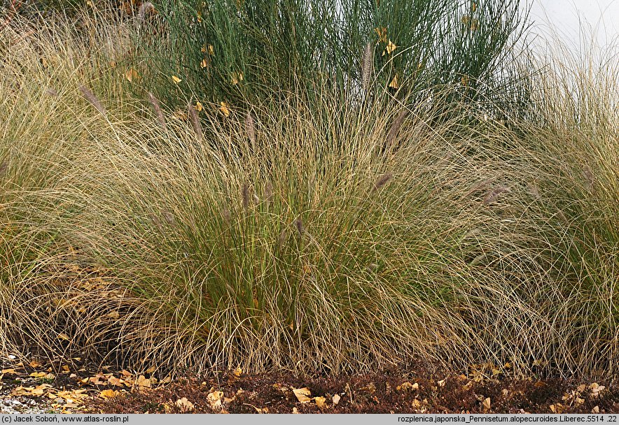 Cenchrus alopecuroides (rozplenica japońska)