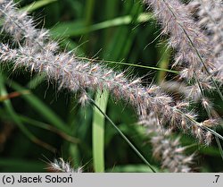 Cenchrus orientalis (rozplenica wschodnia)