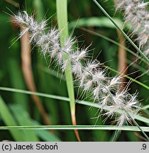 Cenchrus orientalis (rozplenica wschodnia)