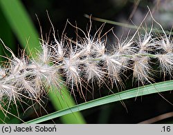 Cenchrus orientalis (rozplenica wschodnia)