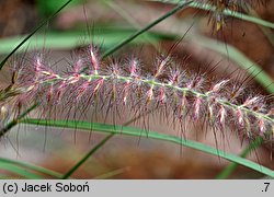 Cenchrus orientalis (rozplenica wschodnia)