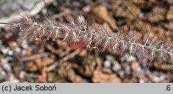 Cenchrus orientalis (rozplenica wschodnia)