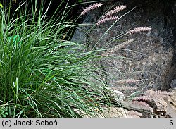 Cenchrus orientalis (rozplenica wschodnia)