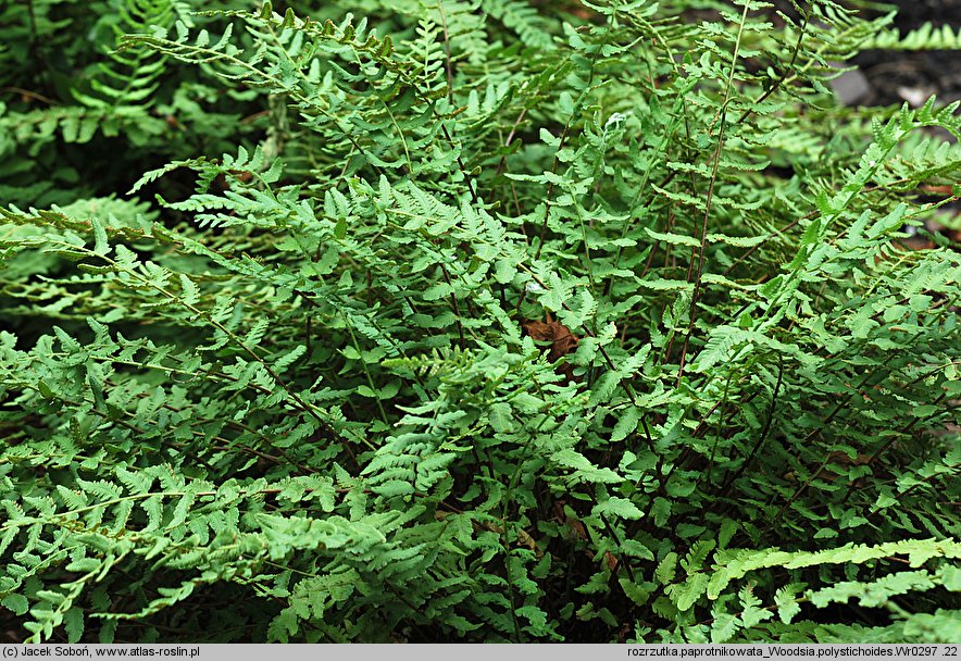 Woodsia polystichoides