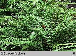 Woodsia polystichoides