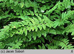 Woodsia polystichoides