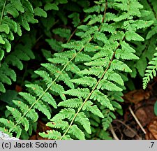 Woodsia polystichoides