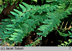 Woodsia polystichoides