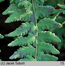 Woodsia polystichoides