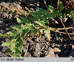 Woodsia intermedia × polystichoides