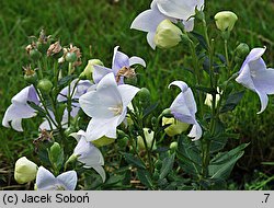 Platycodon grandiflorus (rozwar wielkokwiatowy)