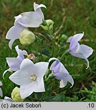 Platycodon grandiflorus (rozwar wielkokwiatowy)