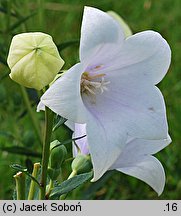 Platycodon grandiflorus (rozwar wielkokwiatowy)