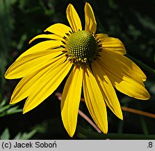 Rudbeckia laciniata (rudbekia naga)