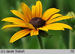 Rudbeckia fulgida (rudbekia błyskotliwa)