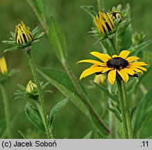 Rudbeckia fulgida (rudbekia błyskotliwa)