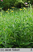 Rudbeckia fulgida (rudbekia błyskotliwa)