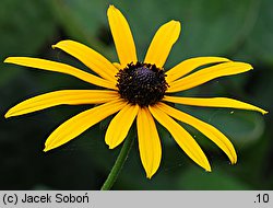 Rudbeckia fulgida (rudbekia błyskotliwa)