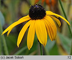 Rudbeckia fulgida (rudbekia błyskotliwa)