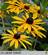 Rudbeckia fulgida (rudbekia błyskotliwa)