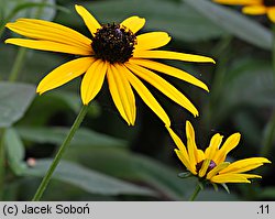 Rudbeckia fulgida (rudbekia błyskotliwa)