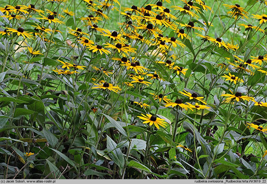 Rudbeckia fulgida (rudbekia błyskotliwa)