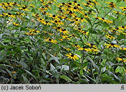 Rudbeckia fulgida (rudbekia błyskotliwa)