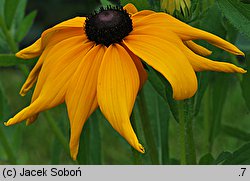 Rudbeckia hirta (rudbekia owłosiona)