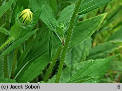 Rudbeckia hirta (rudbekia owłosiona)