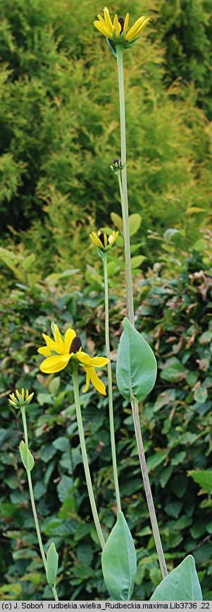 Rudbeckia maxima (rudbekia wielka)