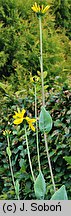 Rudbeckia maxima (rudbekia wielka)