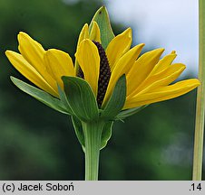 Rudbeckia maxima (rudbekia wielka)