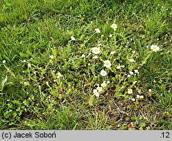 Anthemis ruthenica (rumian ruski)