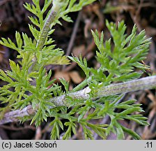 Anthemis ruthenica (rumian ruski)